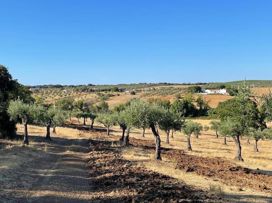 Casa Das Oliveiras 阿维斯 外观 照片